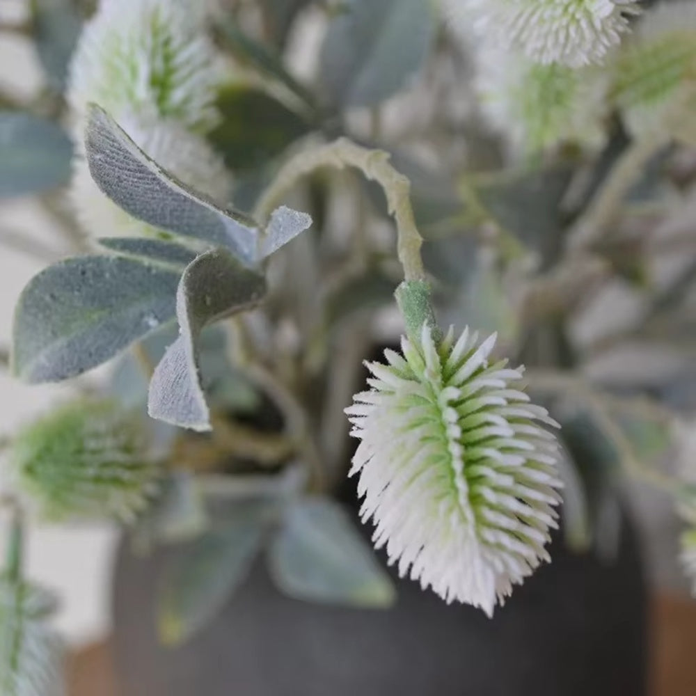 BOTANICA Dekorationsväxt